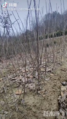 1公分青冈栎