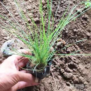 高度30厘米粉黛乱子草