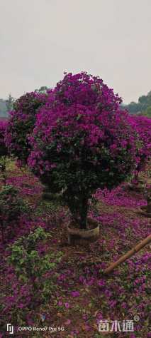 高度160厘米紫花三角梅