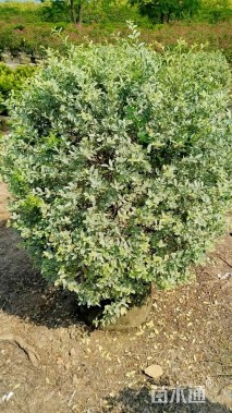 高度80厘米花叶女贞球