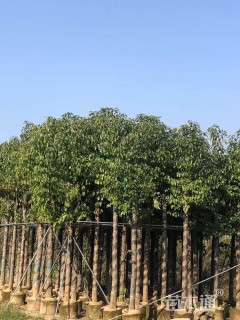 5公分香樟