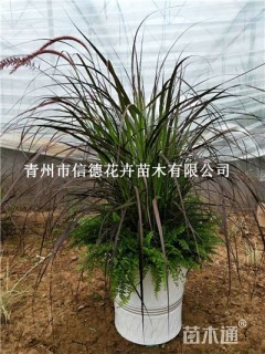 高度40厘米火焰狼尾草