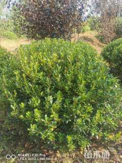 冠幅100厘米海桐球