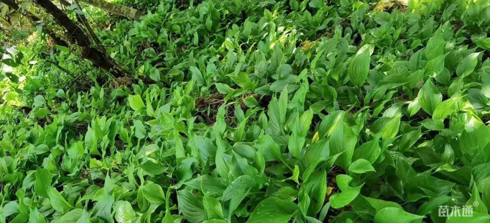 高度25厘米紫花玉簪