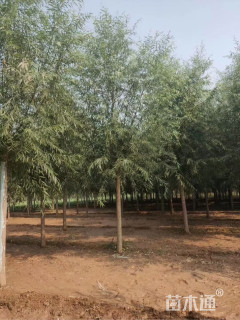 15公分旱柳