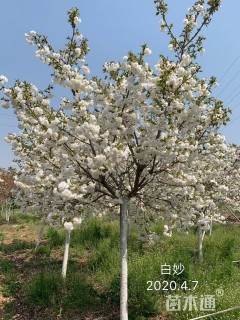 12公分白妙樱