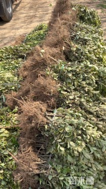 高度40厘米金边黄杨