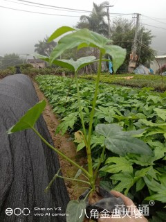 高度10厘米八角金盘小苗