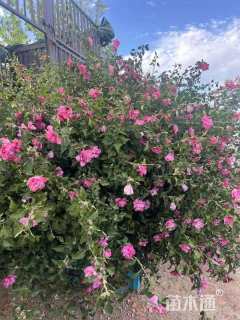 高度300厘米重瓣木槿