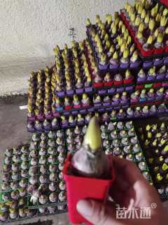 高度20厘米风信子