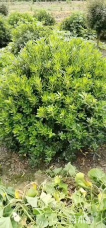 冠幅180厘米海桐球
