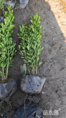 高度30厘米瓜子黄杨小苗