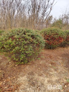 冠幅100厘米火棘球