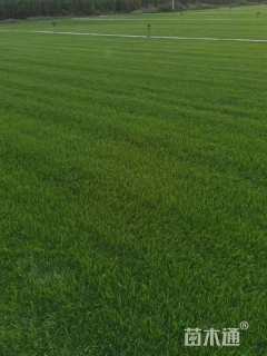 草卷状早熟禾草