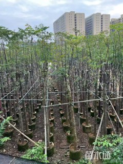 10公分黄山栾树