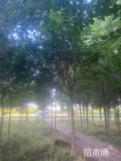 8公分流苏树