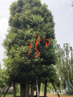 100公分香樟