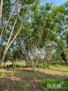 30公分(3杆)丛生蓝花楹