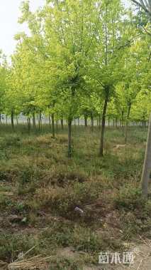 12公分金叶复叶槭