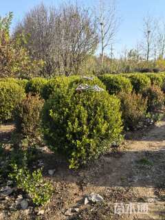 冠幅80厘米瓜子黄杨球