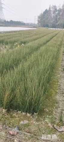 高度50厘米灯心草