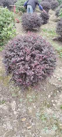 冠幅80厘米红花继木球