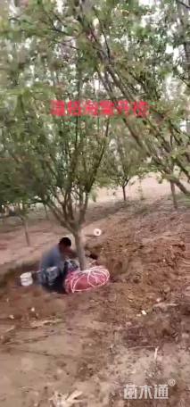 12公分道格海棠