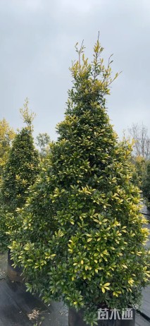 高度100厘米黄金枸骨