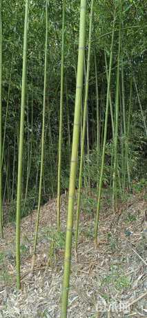 地栽苗刚竹