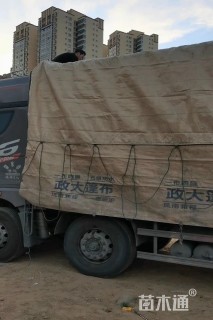 10公分枇杷