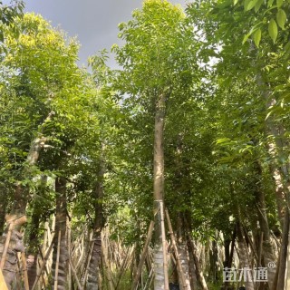 12公分天竺桂