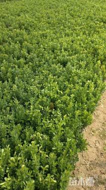 高度30厘米瓜子黄杨