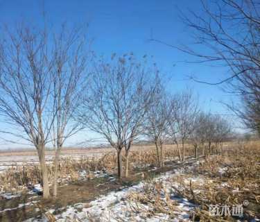 高度600厘米丛生国槐