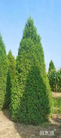 高度500厘米塔桧