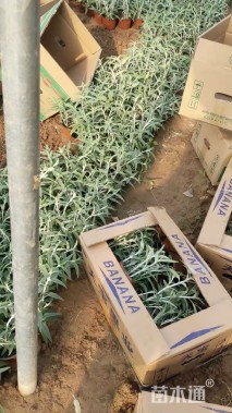 高度30厘米墨西哥鼠尾草