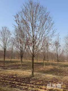 15公分美国红枫