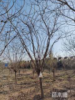 12公分黄栌