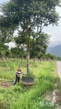 18公分麻楝