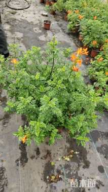 40厘米美国凌霄