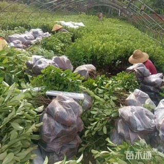 高度40厘米荚迷