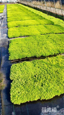 高度7厘米佛甲草