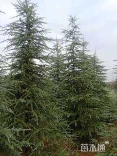 高度600厘米雪松