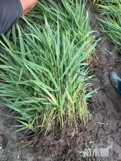 高度50厘米花叶芦竹