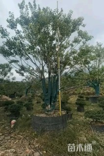 30公分红果冬青
