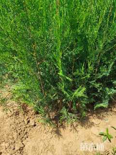 高度50厘米侧柏