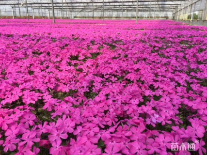 高度10厘米芝樱