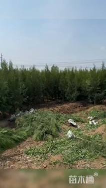 高度100厘米侧柏