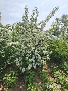 高度250厘米木绣球