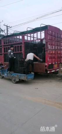 高度25厘米火焰南天竹