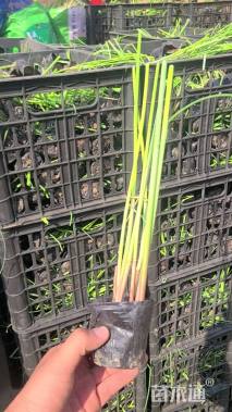 高度50厘米水葱